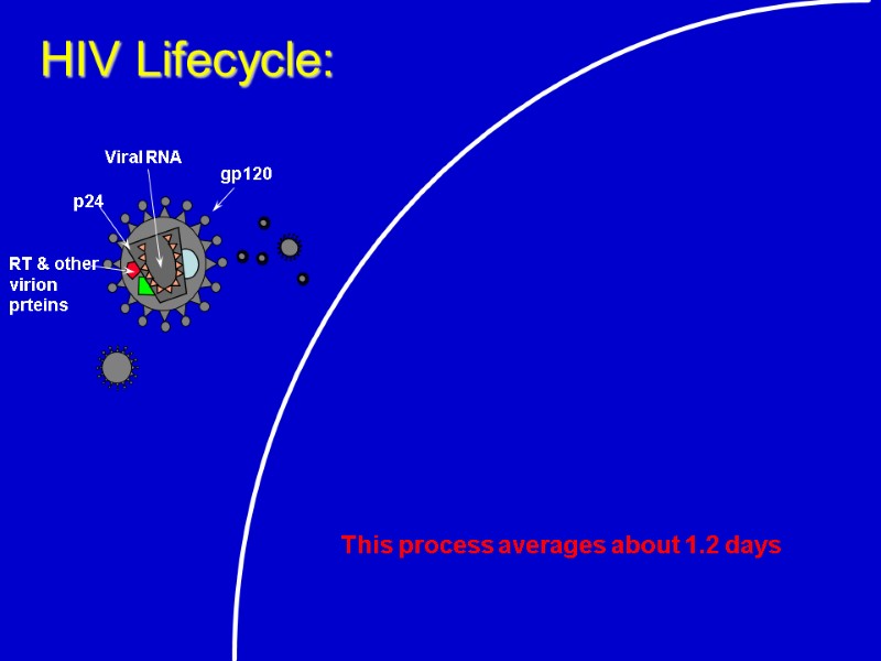 HIV Lifecycle: This process averages about 1.2 days